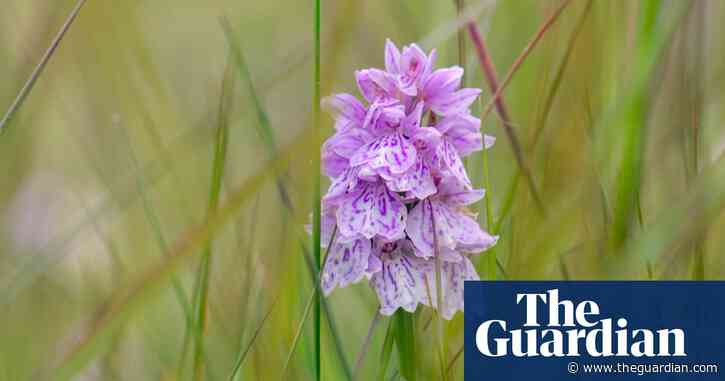 Country diary: In our nature-poor country, road verges are reservoirs for recovery | Ed Douglas