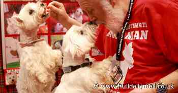 Pooches pip partners this Valentine's Day, research reveals