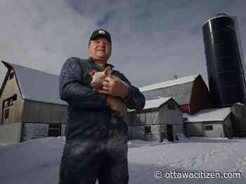 This Ottawa farmer moves 3,000 hogs a year — and can’t sell them next door in Quebec
