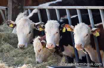 Price gap between NI and GB beef prices now 'untenable'