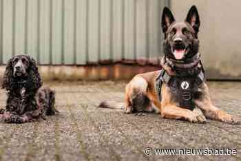 Politie  kan rekenen op nieuwe speurneuzen: honden Ego en Bluebelle sporen drugs en cash geld op