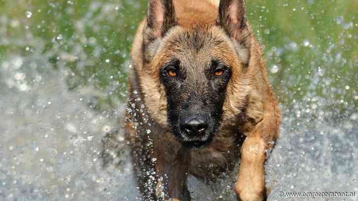 Man door het lint toen politie honden wilde afpakken, taakstraf geëist