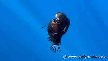 Nightmarish 'black demon' fish is seen in broad daylight for the first time EVER - as baffled scientists spot one off the coast of Tenerife