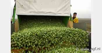 Spruitenoogstrobot bespaart flink op arbeidstijd in Flevoland