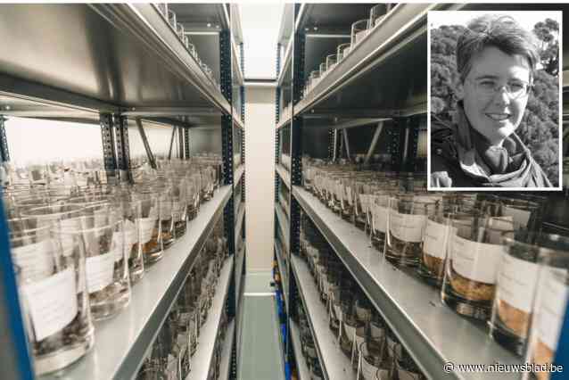 Driekwart van alle bedreigde inheemse planten wordt hier bewaard in zadenbank: “Uitzonderlijk in Europa”