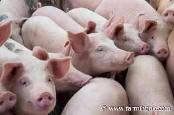 Pig farmers' margins halve in final quarter of 2024