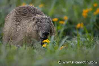 Les autorités s'écharpaient depuis des années autour de la construction d'un barrage: une colonie de castors a réglé le problème en 24 heures