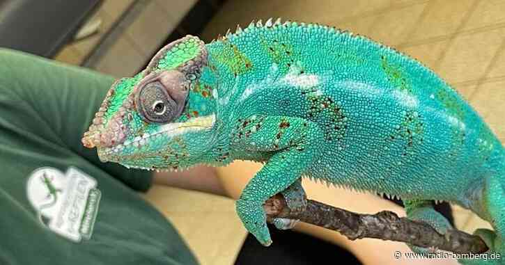 Passant rettet Pantherchamäleon Lucifer von Wertstoffhof