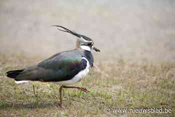 Regionaal Landschap rolt actieplan uit om kievit beter te beschermen
