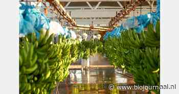 Groeipotentieel voor bio bananenconsumptie in Azië