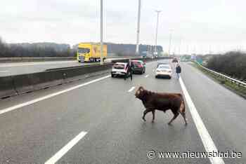 Autobestuurders opgeschrikt door jonge stier die plots op E314 opduikt: “Hij leek niet te beseffen wat er aan het gebeuren was”