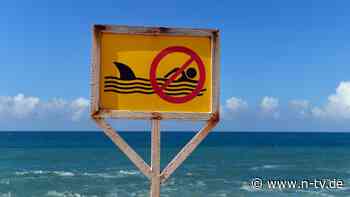 Unprovozierte Attacken: Zahl der Haiangriffe sinkt weltweit deutlich