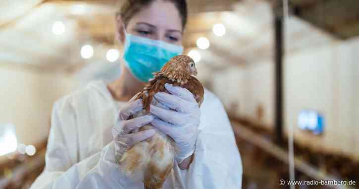 Vogelgrippe erreicht Forchheim-Entwarnung im Tiergarten Nürnberg