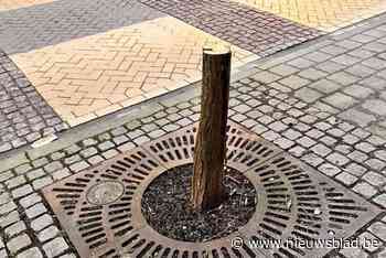 Bomen in Brusselsesteenweg gekapt wegens ziekte
