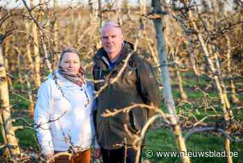 Fruittelers hopen op droger weer: “Anders komen onze bomen in de problemen”