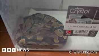 Royal python found abandoned outside block of flats