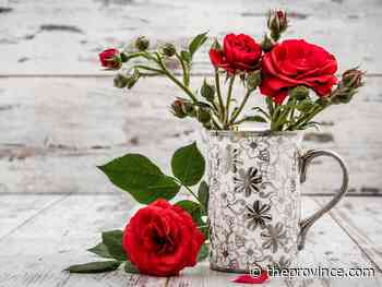 Red roses an enduring symbol of love and longing