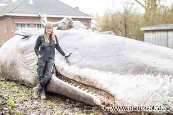De kunstenaar achter gigantische walvis en potvis: “Ik ben zowat de enige in dit land die dit werk doet”