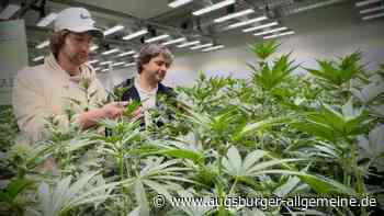 Cannabis, aber legal: So läuft der Anbau bei der „High Society Donau-Iller“