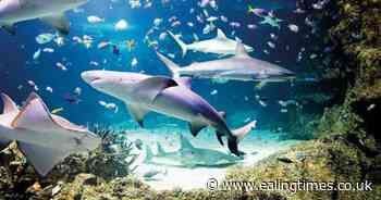 Hanwell pupils given exclusive tour of London Aquarium