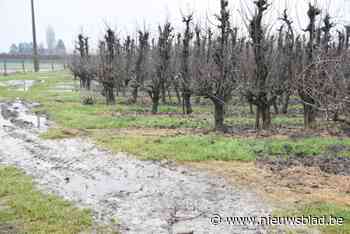 Vele regen speelt Pajotse fruittelers parten: “De situatie is nog niet hopeloos, maar nu mag het wel even stoppen met regenen”
