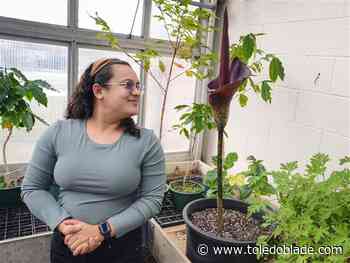 Blooming konjac flower making a stink at BGSU