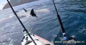 KIJK | Witte haai zit Nieuw-Zeelandse kajakker minutenlang achterna