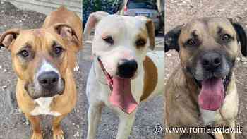 Cani da adottare: i quattro zampe in cerca di casa