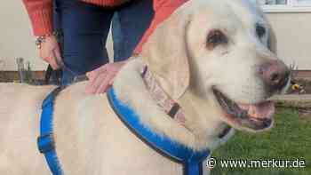 Happy End nach acht Jahren: Gestohlener Labrador taucht wieder auf
