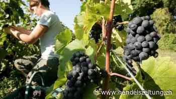 Frankreich verkauft Wein ins Ausland günstiger