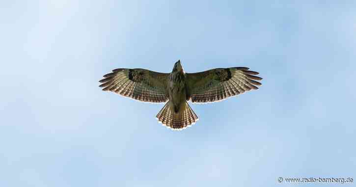 Bussard kollidiert auf der Autobahn mit Auto