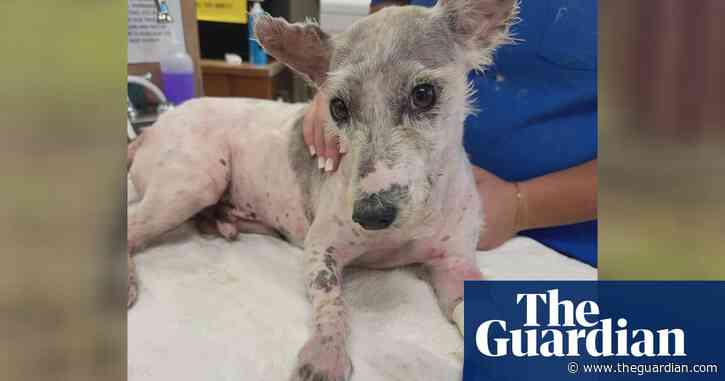 Scrim the runaway dog captured – again – after latest escape in New Orleans