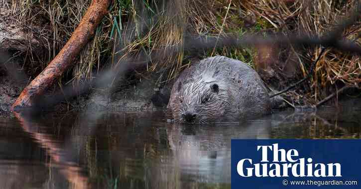 Beavers save Czech taxpayers £1m by flooding ex-army training site