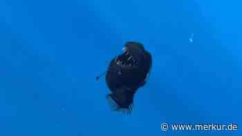 Erstmals lebendig gesichtet: Forscher machen vor Teneriffa spektakuläre Entdeckung