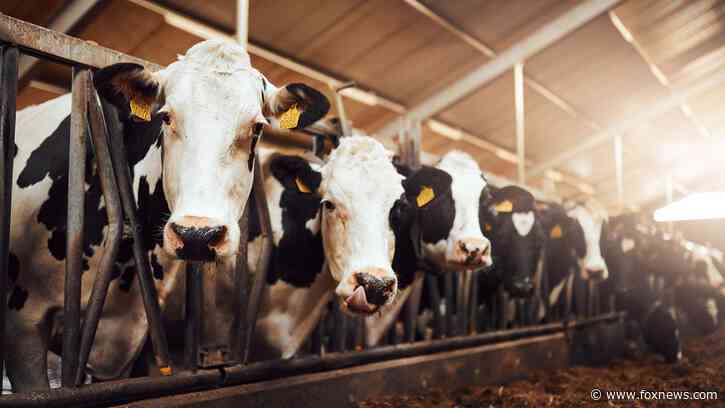 New bird flu strain detected in Nevada dairy worker, CDC says