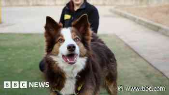 Dogs given up since pandemic at 'record highs'