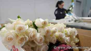Roses are red, violets are blue, 940 million flowers are traveling — through Miami — to you