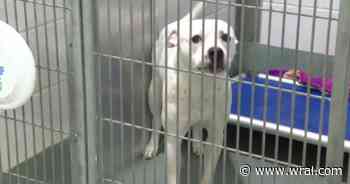 Pet microchipping company shuts down, leaving thousands of pet's microchips unregistered