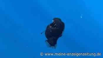 Zum ersten Mal lebend gesehen: Der geheimnisvolle „Schwarze Teufel“ vor Teneriffa aufgenommen