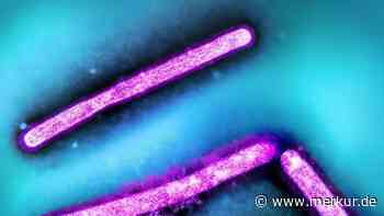 Geflügelpest in den USA: Experten alarmiert über weitere Verbreitung – auch Deutschland gefährdet