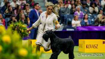 A giant schnauzer named Monty wins Best in Show at Westminster Kennel Club dog show