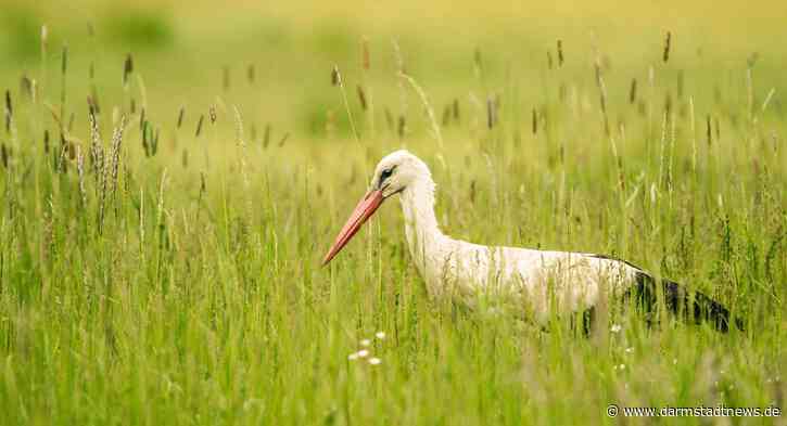 Vortrag zum Thema „Naturschutz im Wandel der Zeit“