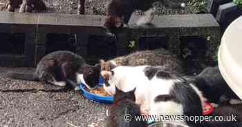 The 15 'inbetweener' New Cross cats who need guardians before their home is lost