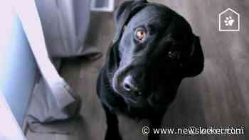 Dit is dus waarom je hond zo bang is voor de stofzuiger