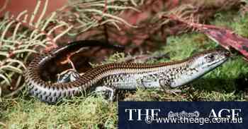 Skink rarely spotted in the wild disrupts major housing plan for Mornington Peninsula