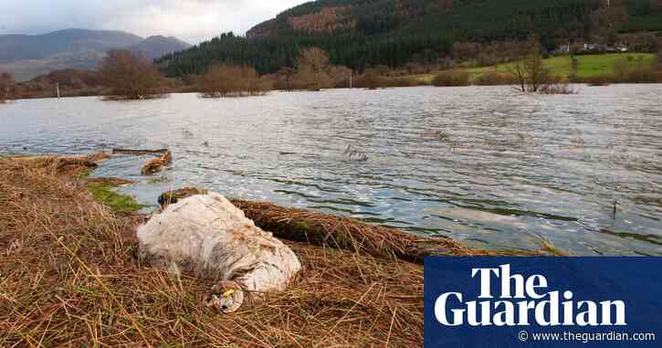 From the archive: The knackerman: the toughest job in British farming – podcast