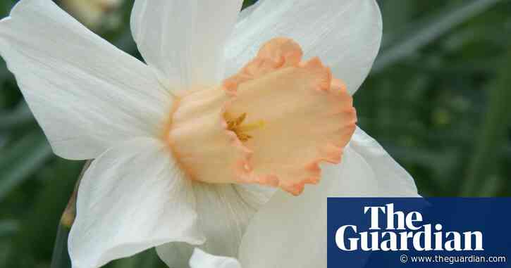 Britons urged to join hunt for rare daffodil breeds amid extinction fears