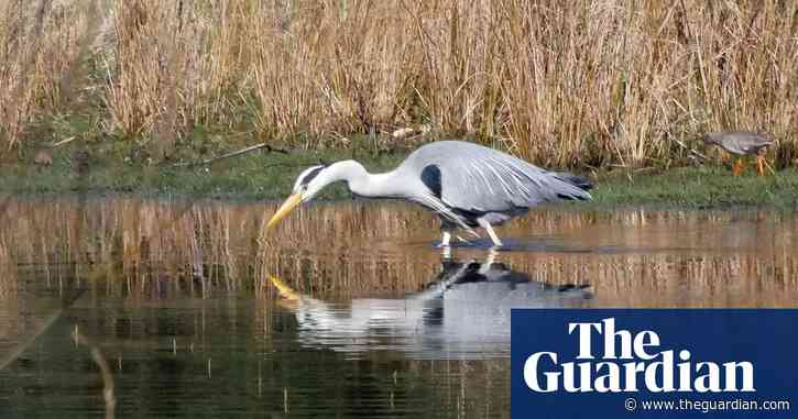 Country diary: A performance by a heron that’s worthy of applause | Phil Gates