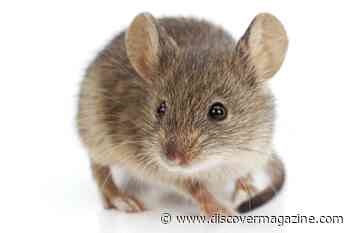 How Does Stress Impact Listening? For Mice, They Don't Hear as Well