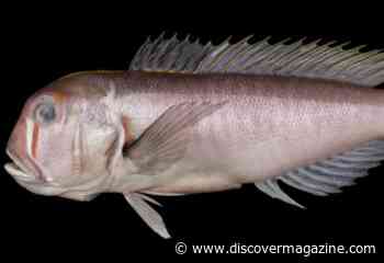 A New Fish Species Seems to Wear Red Face Paint, Similar to a Studio Ghibli Character